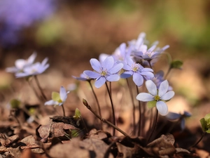 Liverworts, Blue, developed