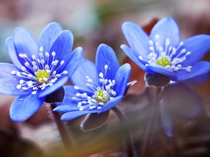 Liverworts, Blue, Flowers