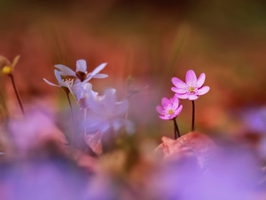 Liverworts, Pink, Flowers