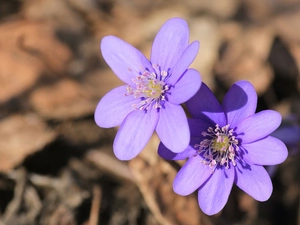 Liverworts, purple, Flowers