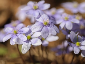 Liverworts, Flowers