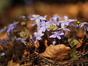 illuminated, dry, Leaf, Liverworts