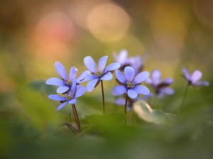 Flowers, blurry background, Liverworts, developed, lilac