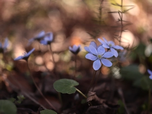 lilac, Flowers, Spring, Liverworts