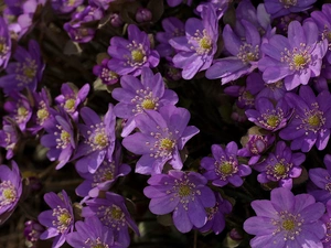Liverworts, Flowers, purple