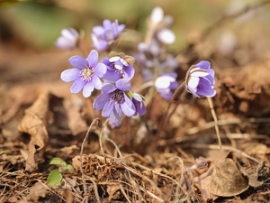 purple, Flowers, Spring, Liverworts