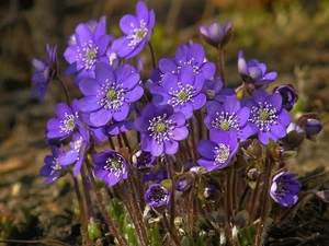purple, Liverworts