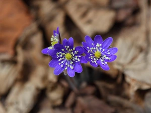 Liverworts, Flowers, Spring