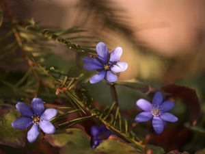 Three, purple, Flowers, Liverworts
