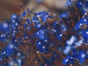 lobelia, Blue, Flowers