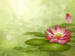 2D, Colourfull Flowers, lotus
