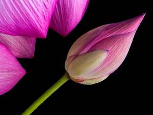 flakes, Dark Background, lotus, bud, Colourfull Flowers