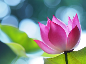 Pink, lotus, Bokeh, Colourfull Flowers