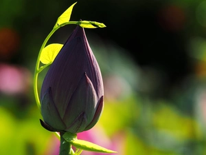 Lotus Flower, bud
