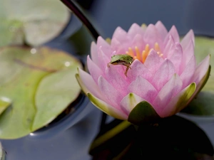 water-lily, Colourfull Flowers, frog