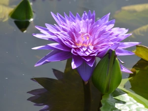 water-lily, Colourfull Flowers, Leaf