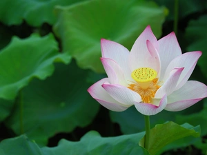 Leaf, Colourfull Flowers, lotus