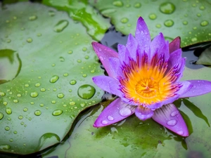 water-lily, Colourfull Flowers, Leaf