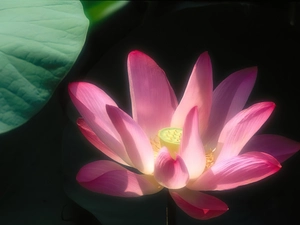 Lotus Flower