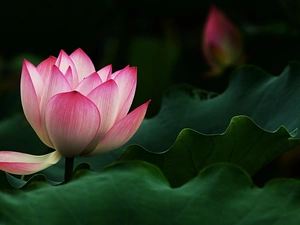 Flower. Lotus. Leaves