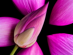 Pink, Colourfull Flowers, flakes, Dark Background, bud, lotus