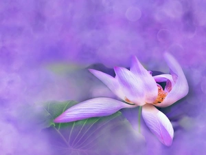 lotus, Colourfull Flowers