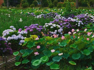 Flowers, hydrangea, Park, lotus