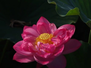 Leaf, Colourfull Flowers, lotus