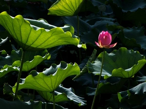 Leaf, Colourfull Flowers, lotus