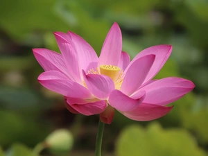 Pink, lotus, Leaf, Colourfull Flowers
