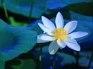 White, lotus, Leaf, Colourfull Flowers