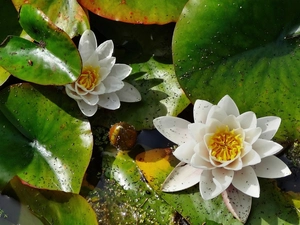 White, water, Leaf, lilies