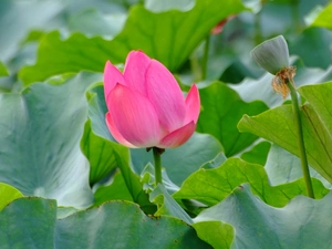 lotus, leaves