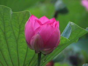 Leaf, green ones, lotus, bud, Colourfull Flowers