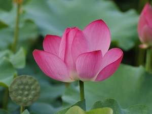 lotus