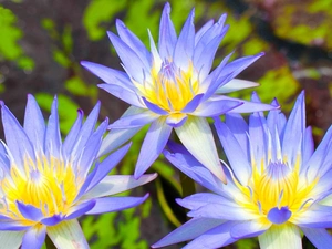 Blue, Water lilies