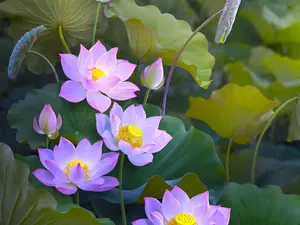 Flowers, Leaf, Buds, lotuses