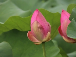 Flowers, Buds, Leaf, lotuses
