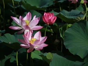 green ones, Leaf, lotuses, Big, Flowers