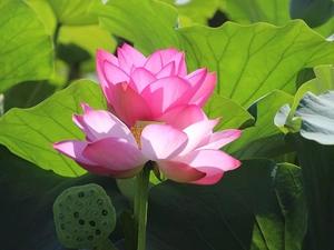 Flowers, lotuses, Leaf, Two cars