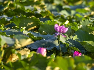 lotuses, Flowers, Leaf