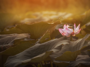 ligh, lotus, flash, Leaf, Colourfull Flowers, sun, luminosity