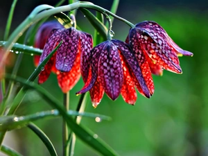 flash, ligh, drops, sun, Fritillaria meleagris, luminosity, dew