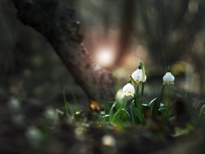 ligh, flurry, flash, luminosity, sun, trees