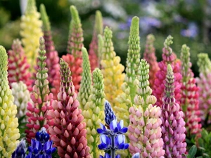 Lupin, Flowers, Coloured
