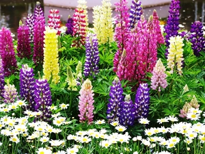 Lupin, color, Flowers