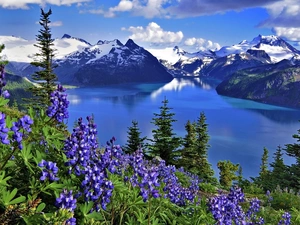 Mountains, Flowers, Lupin, lake