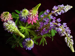 Flowers, lupine, Black Background, color