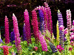 color, lupine