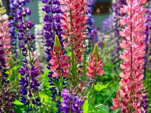 color, lupine